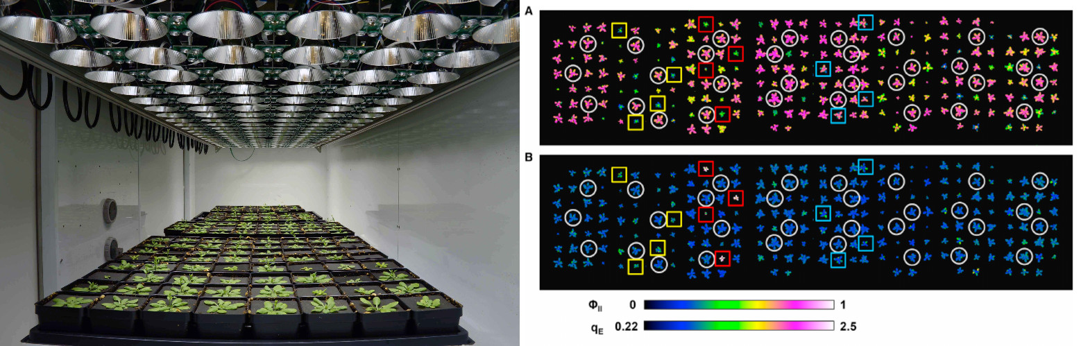 Department of Energy Plant Research Laboraroy Dynamic Environment Photosynthesis Imaging machine at Michigan State University